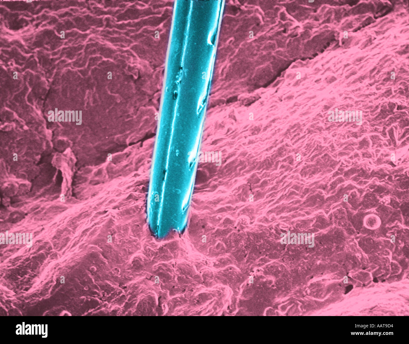Honeybee stinger by scanning electron microscopy Stock Photo