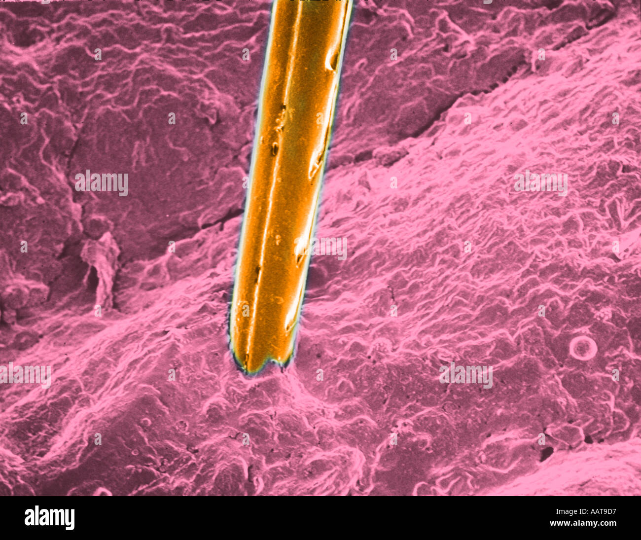 Honeybee stinger by scanning electron microscopy Stock Photo