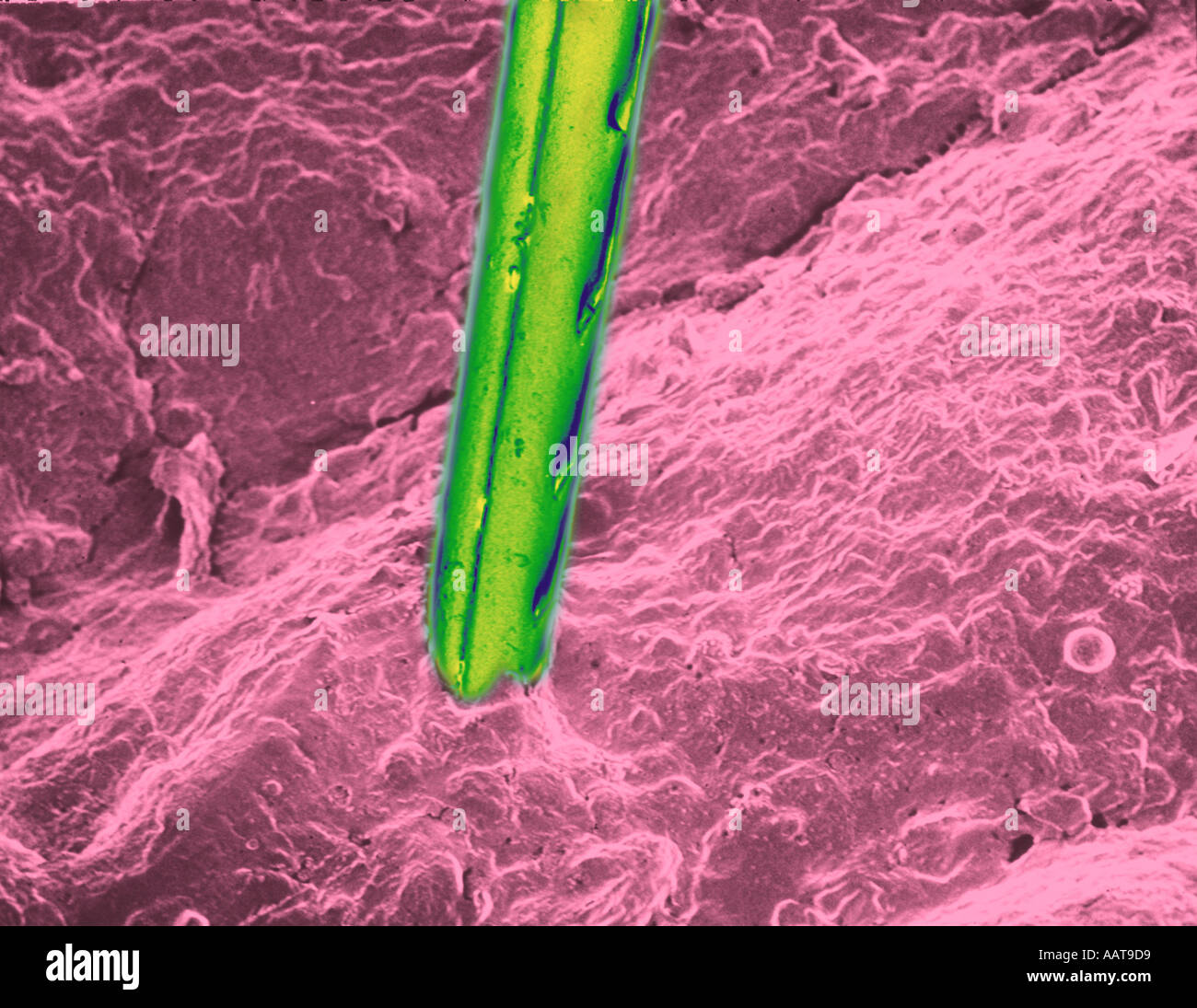 Honeybee stinger by scanning electron microscopy Stock Photo