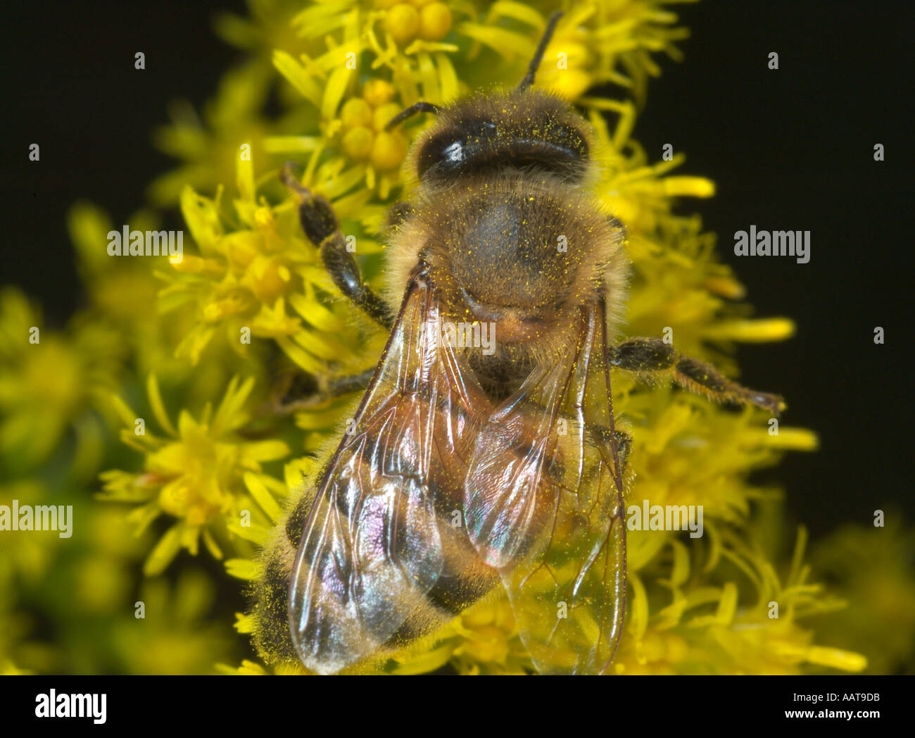 honey bee collecting pollen on goldenrod Stock Photo