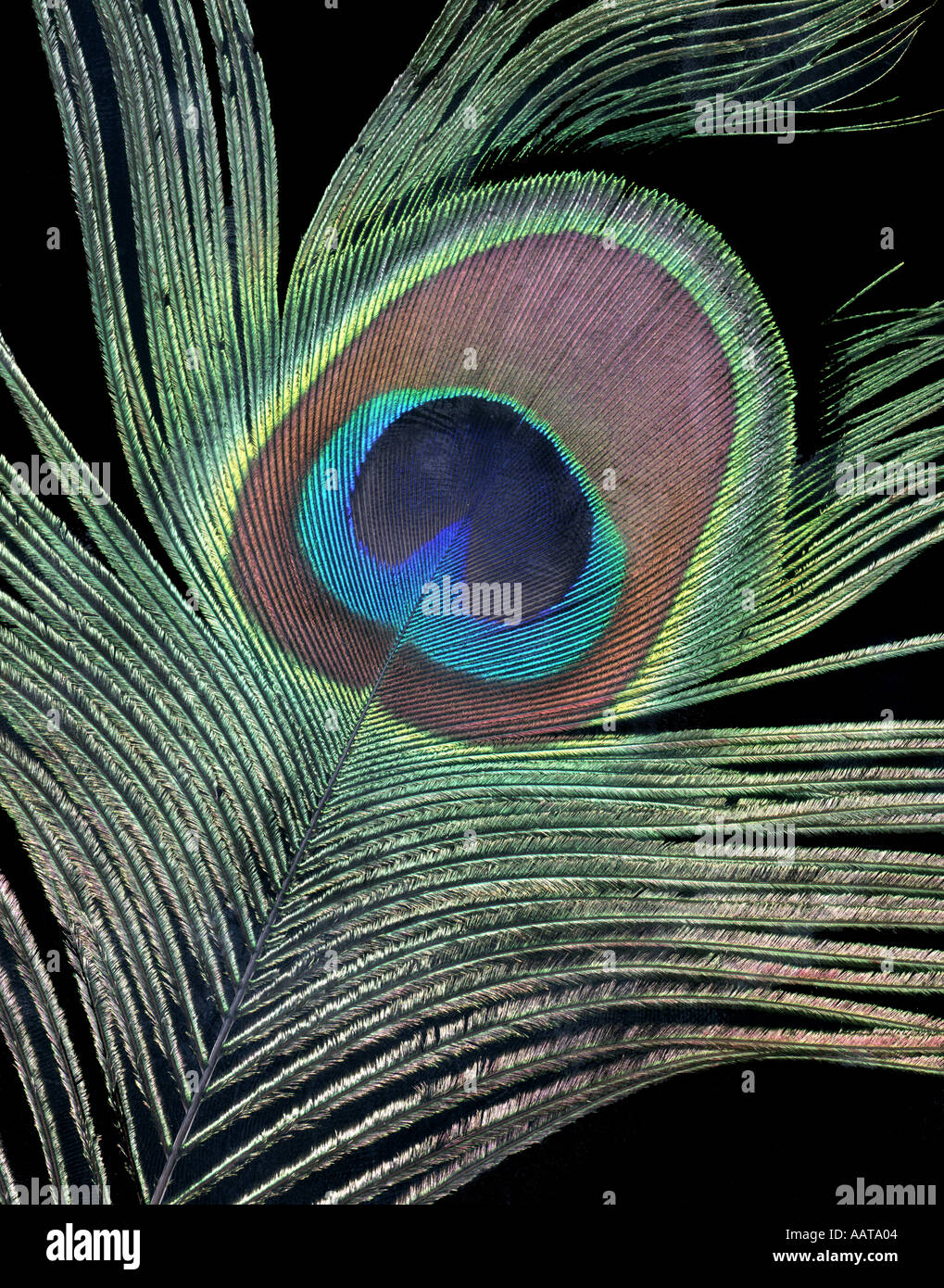 The peacock feather hi-res stock photography and images - Alamy