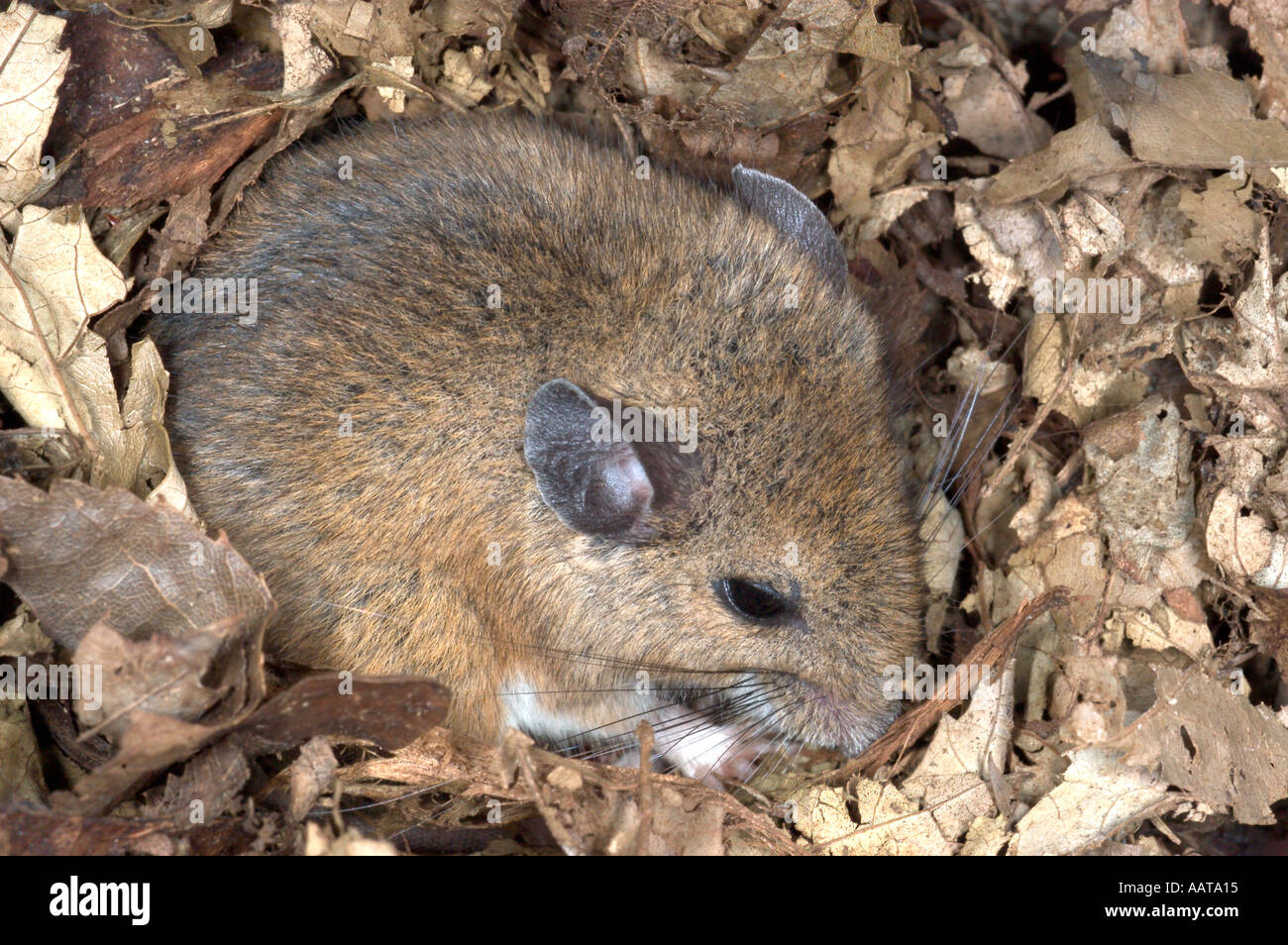 Deer mouse or white footed mouse Peromyscus sp Stock Photo Alamy
