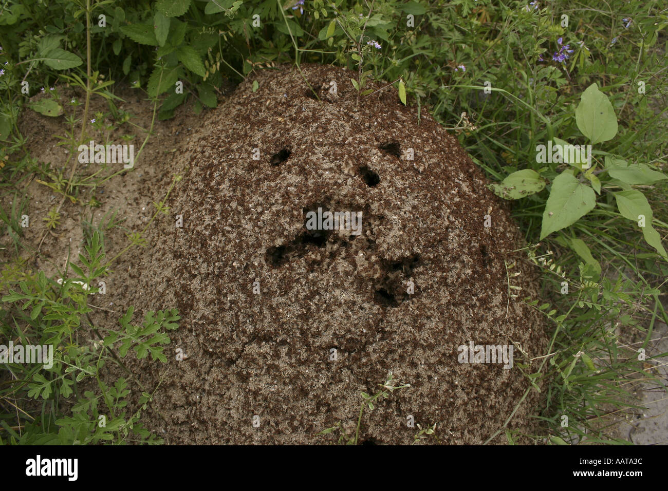 Fire ant bed Stock Photo Alamy