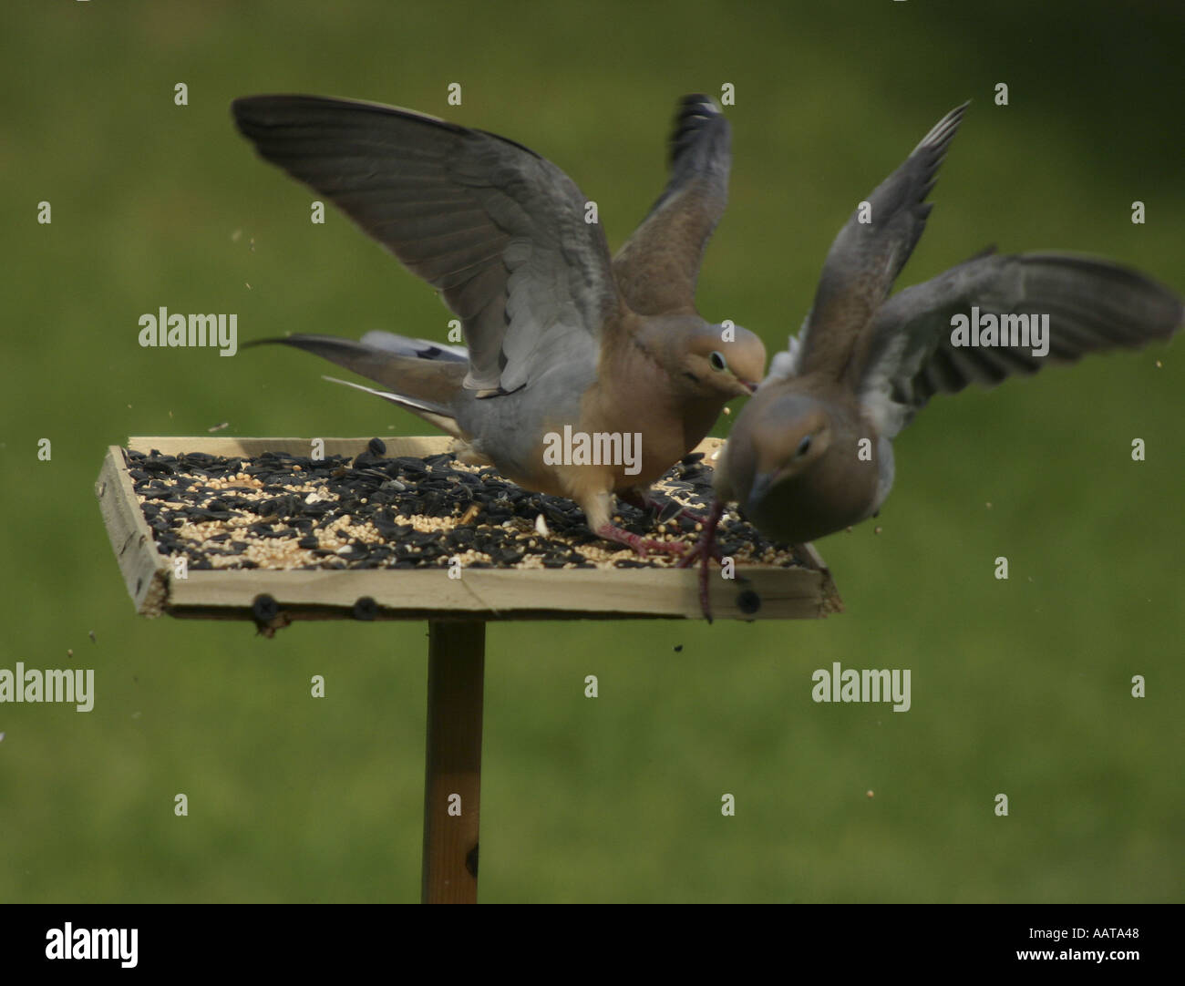 Mourning Doves Squabbling At A Bird Feeder Stock Photo 2361927