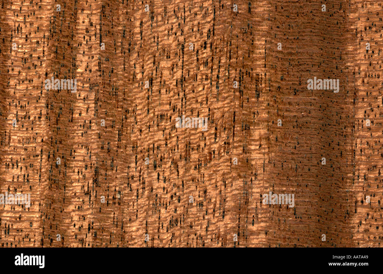 Mahogany Khaya ivorensis Africa Stock Photo Alamy