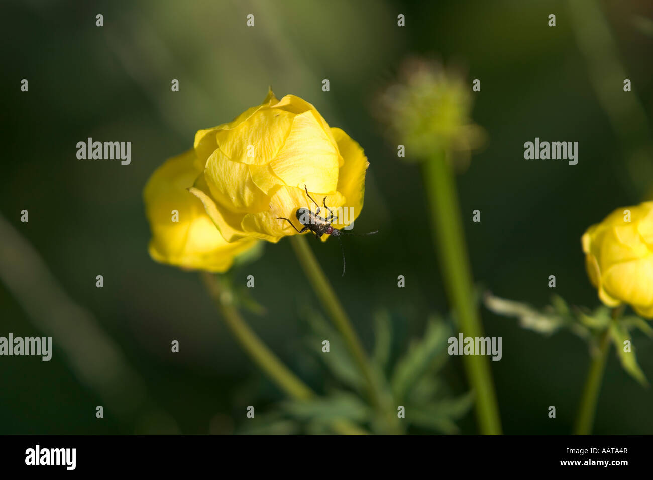 Ranunculaceae buttercup family hi-res stock photography and images - Alamy
