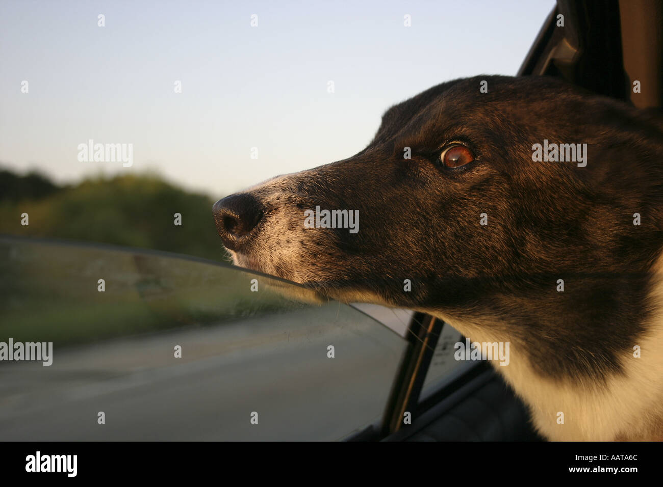 My dog looking out the car window on a long trip She loves this Stock