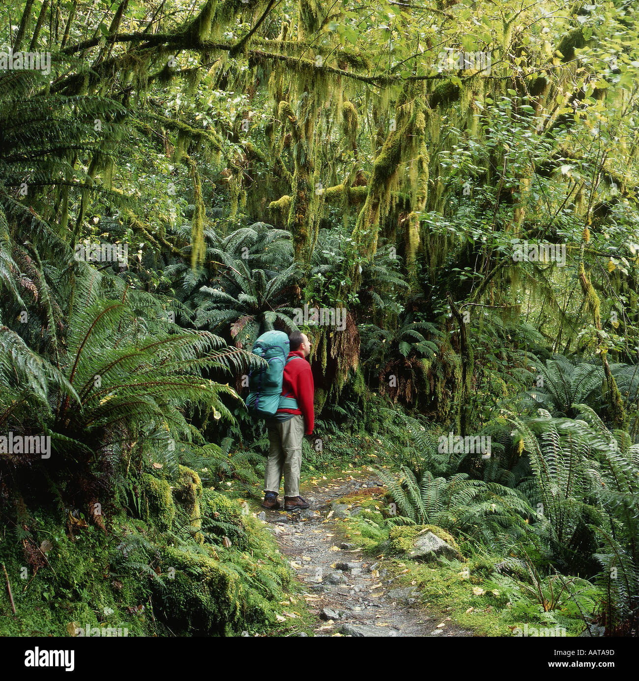 Walker in rainforest near Mintaro Hut Milford Track South Island New Zealand Stock Photo