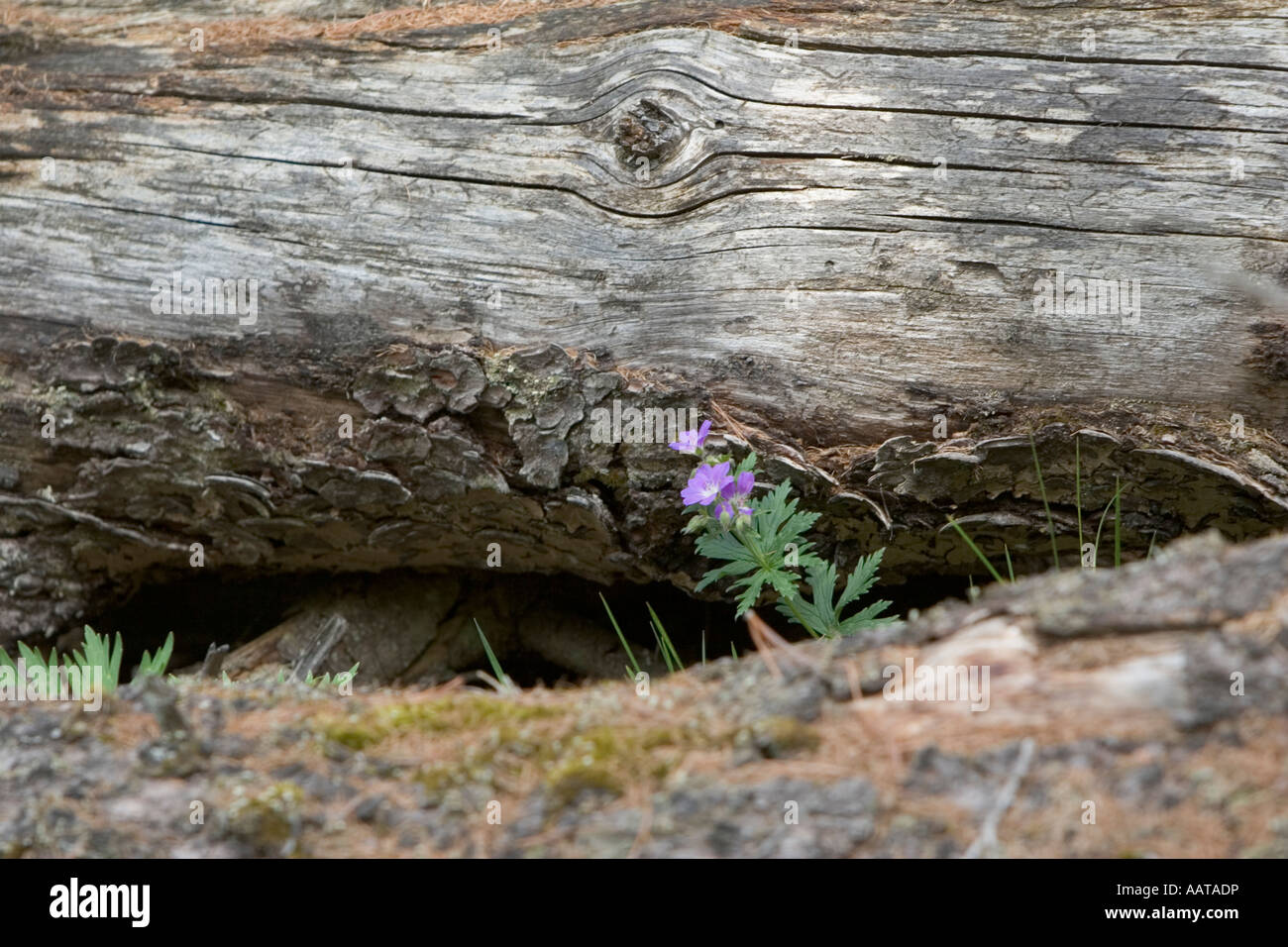 Wood Crane's Bill (Geranium sylvaticum) of the Geraniaceae (Geranium) family Italian Alps Stock Photo