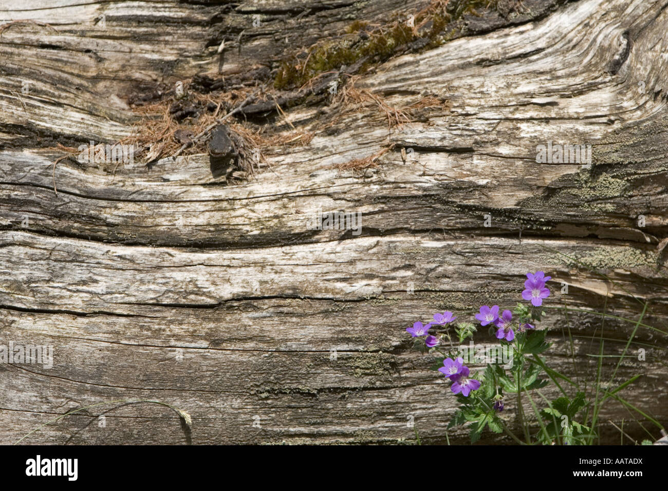 Wood Crane's Bill (Geranium sylvaticum) of the Geraniaceae (Geranium) family Italian Alps Stock Photo