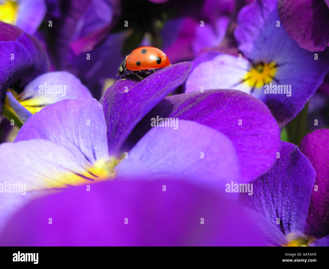 spotted little red ladybird on lilac pansies in domestic garden Stock Photo