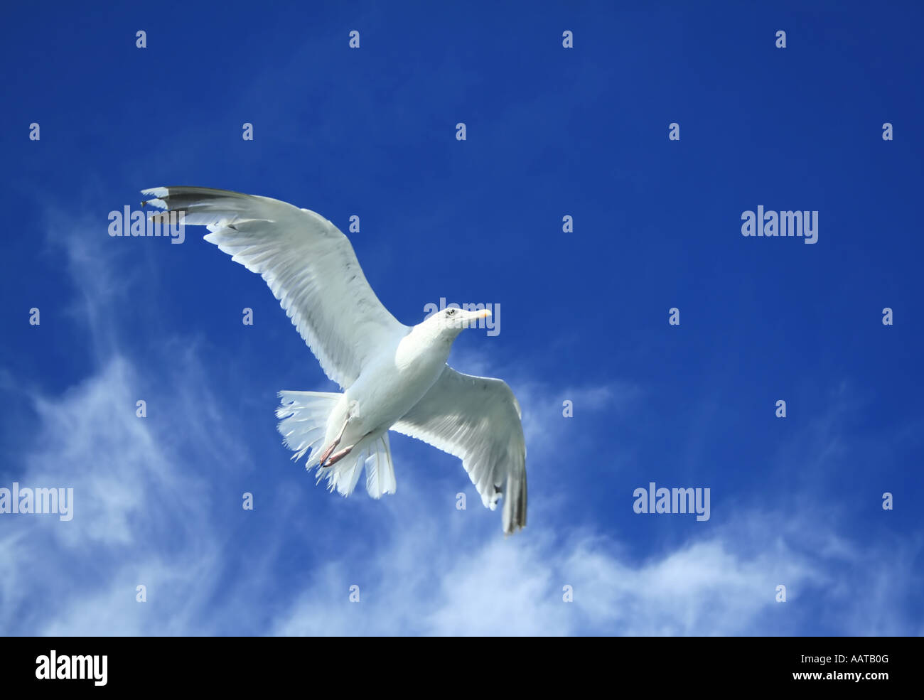 Spread your wings and take to the sky Stock Photo Alamy