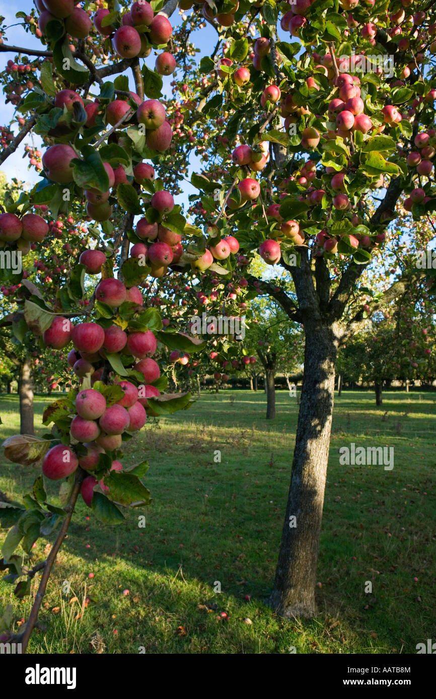 Burrow Hill Farm Somerset UK Julian Temperley Traditional cider apple
