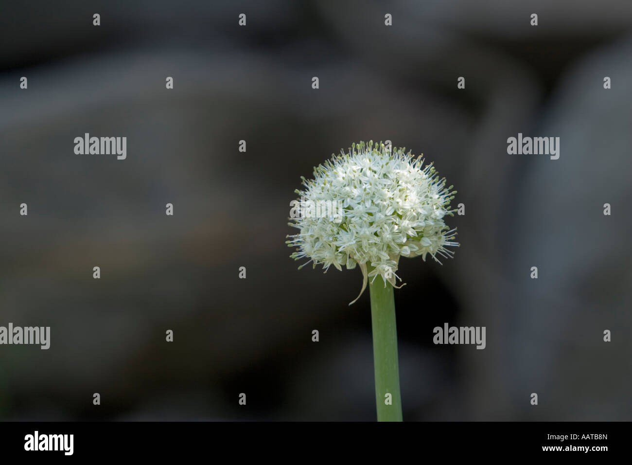 Plant and onion hi-res stock photography and images - Alamy