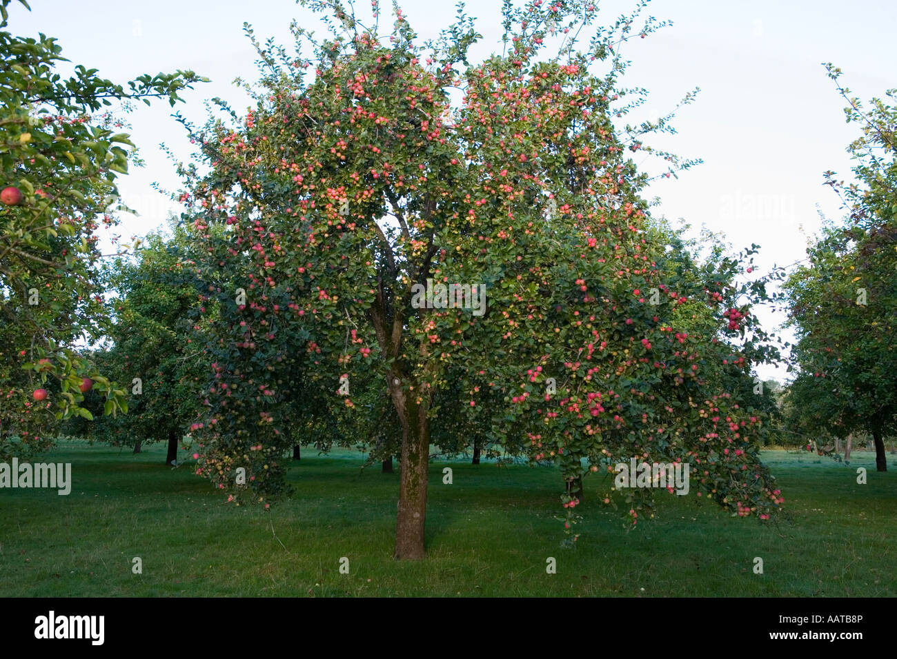 Burrow Hill Farm Somerset UK Julian Temperley Traditional cider apple ...