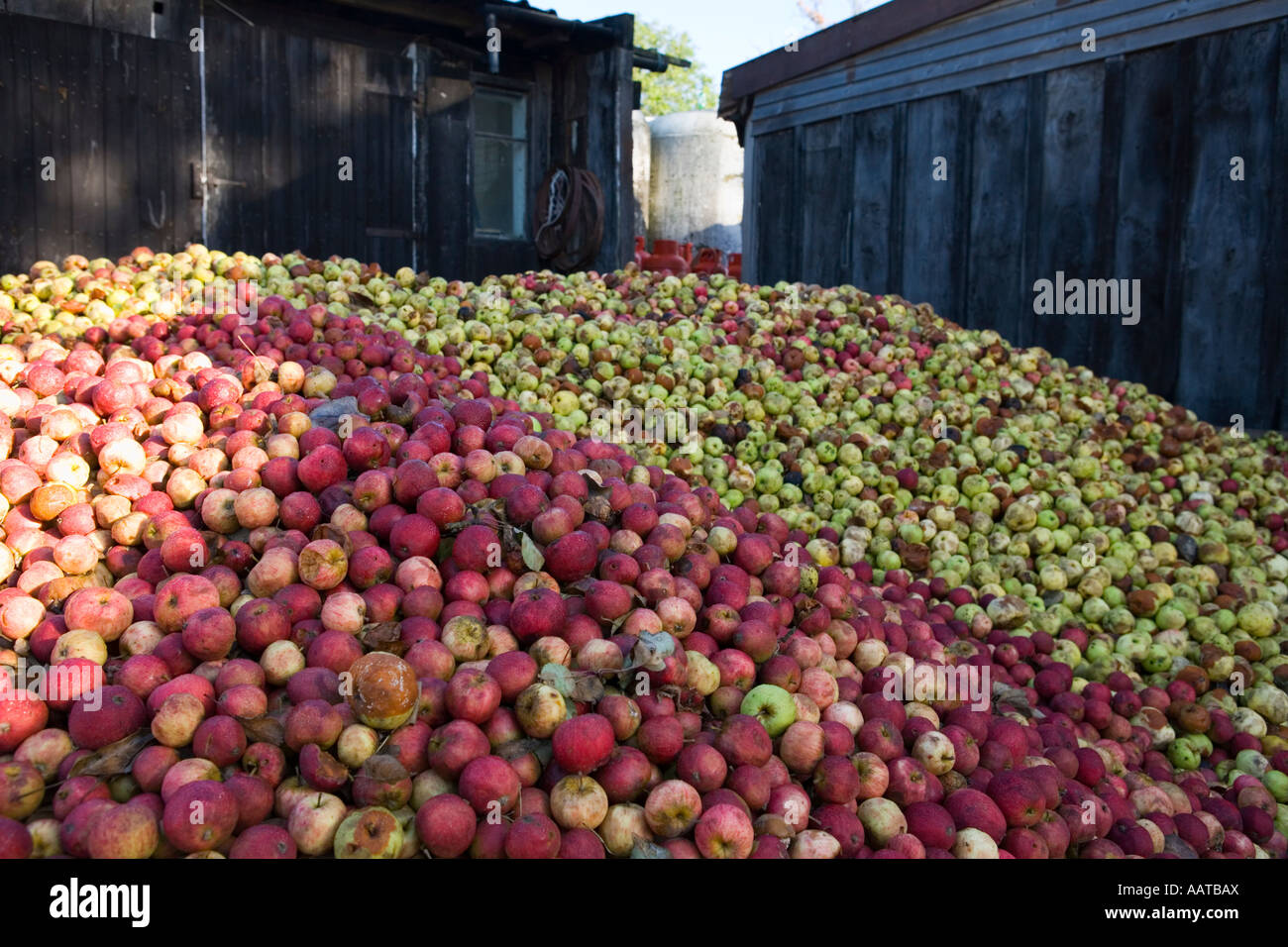 Burrow Hill Farm Somerset UK Julian Temperley Traditional cider apple