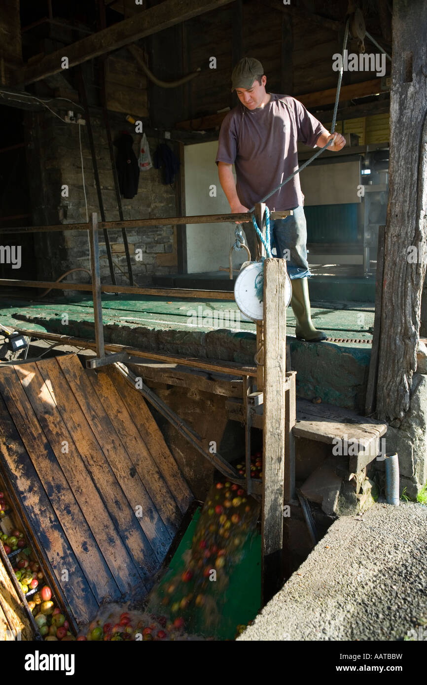 Burrow Hill Farm Somerset UK Julian Temperley Traditional cider apple