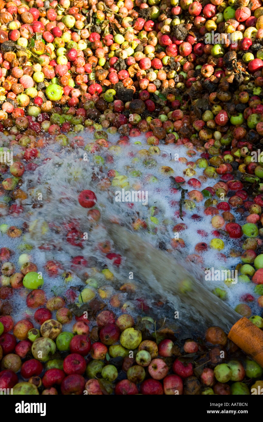 Burrow Hill Farm Somerset UK Julian Temperley Traditional cider apple