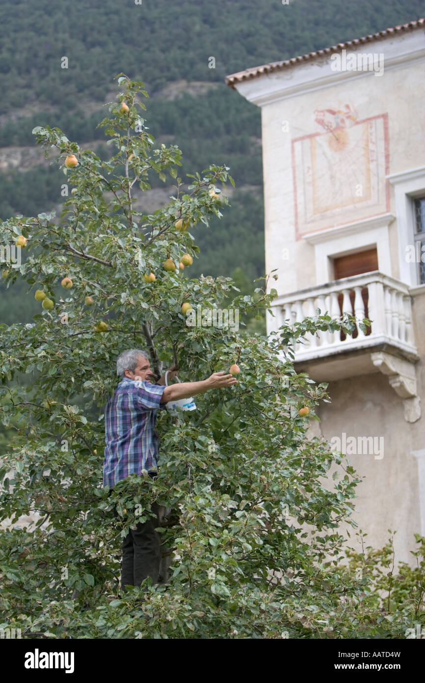 Picking organic comice pears, Italy Stock Photo