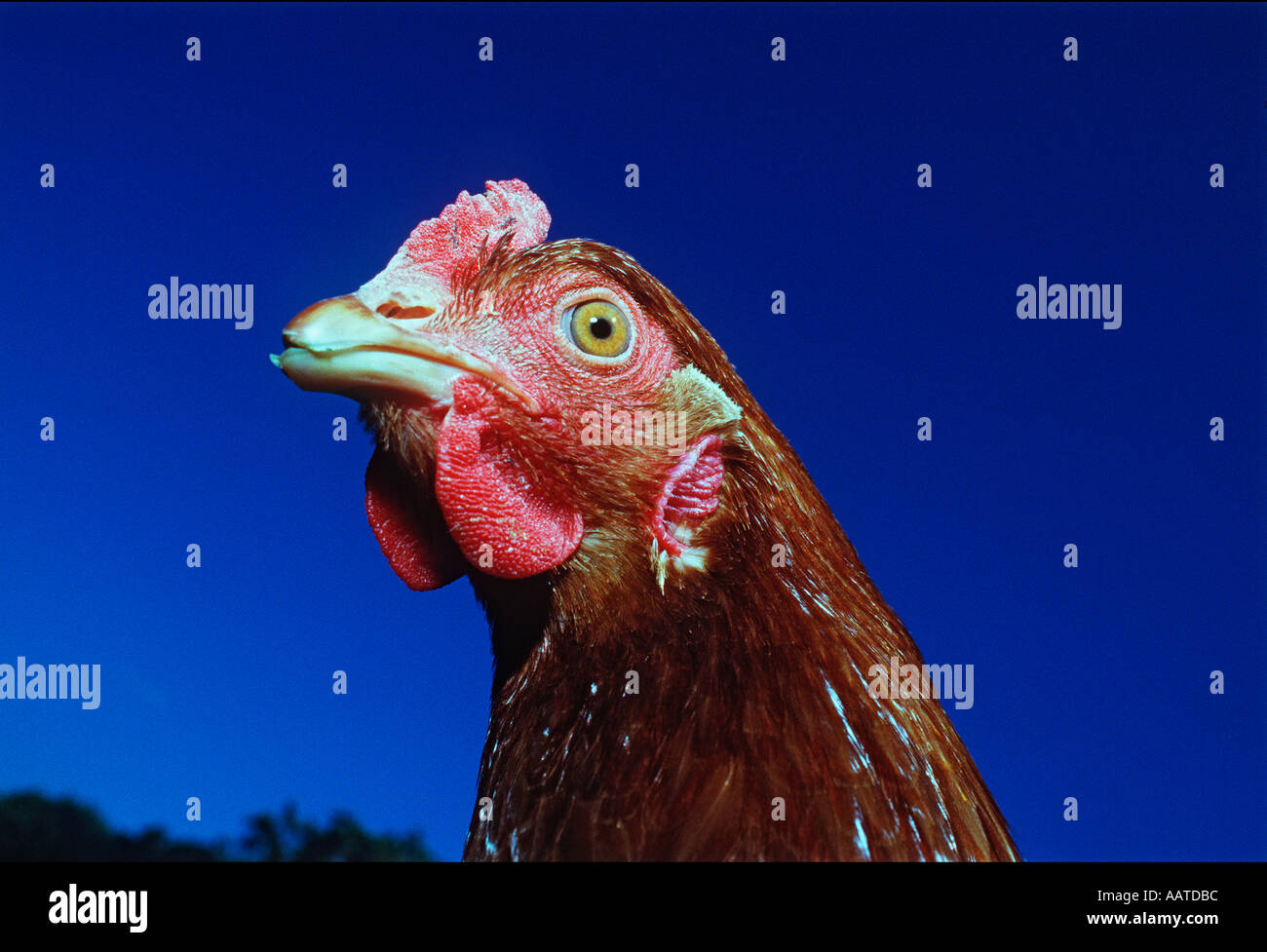Organically raised chickens on farm in wiltshire Stock Photo - Alamy