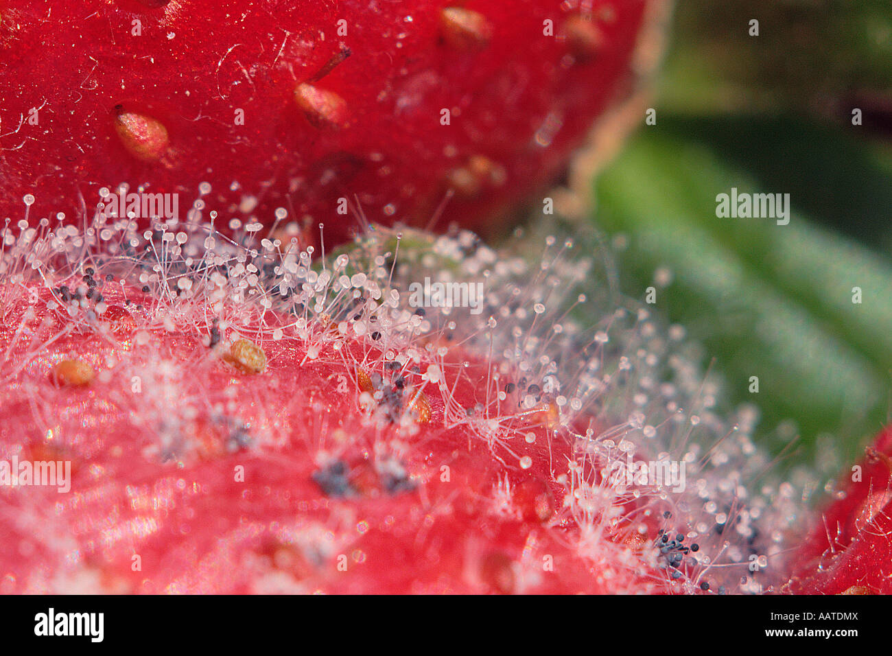 Mold, Order Mucorales. On strawberries Stock Photo