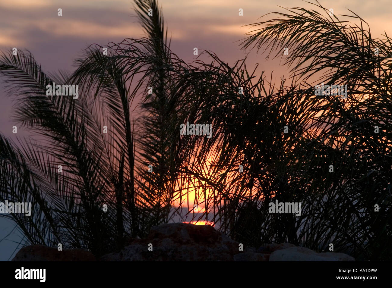 Sunset palm tree hi-res stock photography and images - Alamy