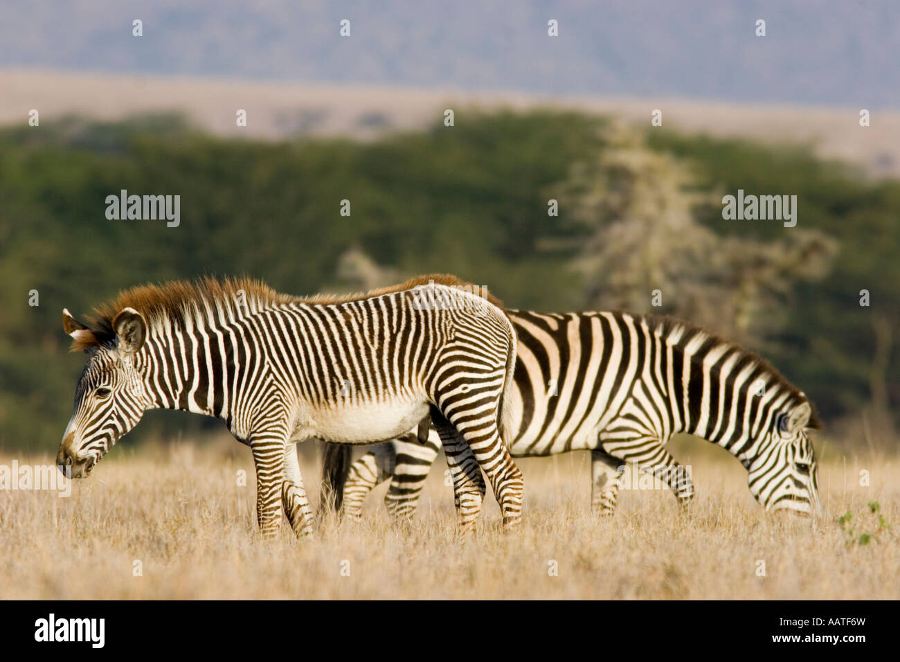Grevy s Zebra Equus grevyi endangered and Plains or Burchell s zebra
