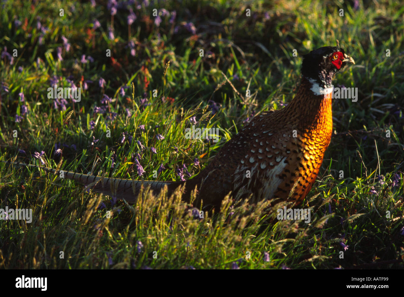 Pheasant Rearing Field Grass in field shooting field hi-res stock photography and images - Alamy