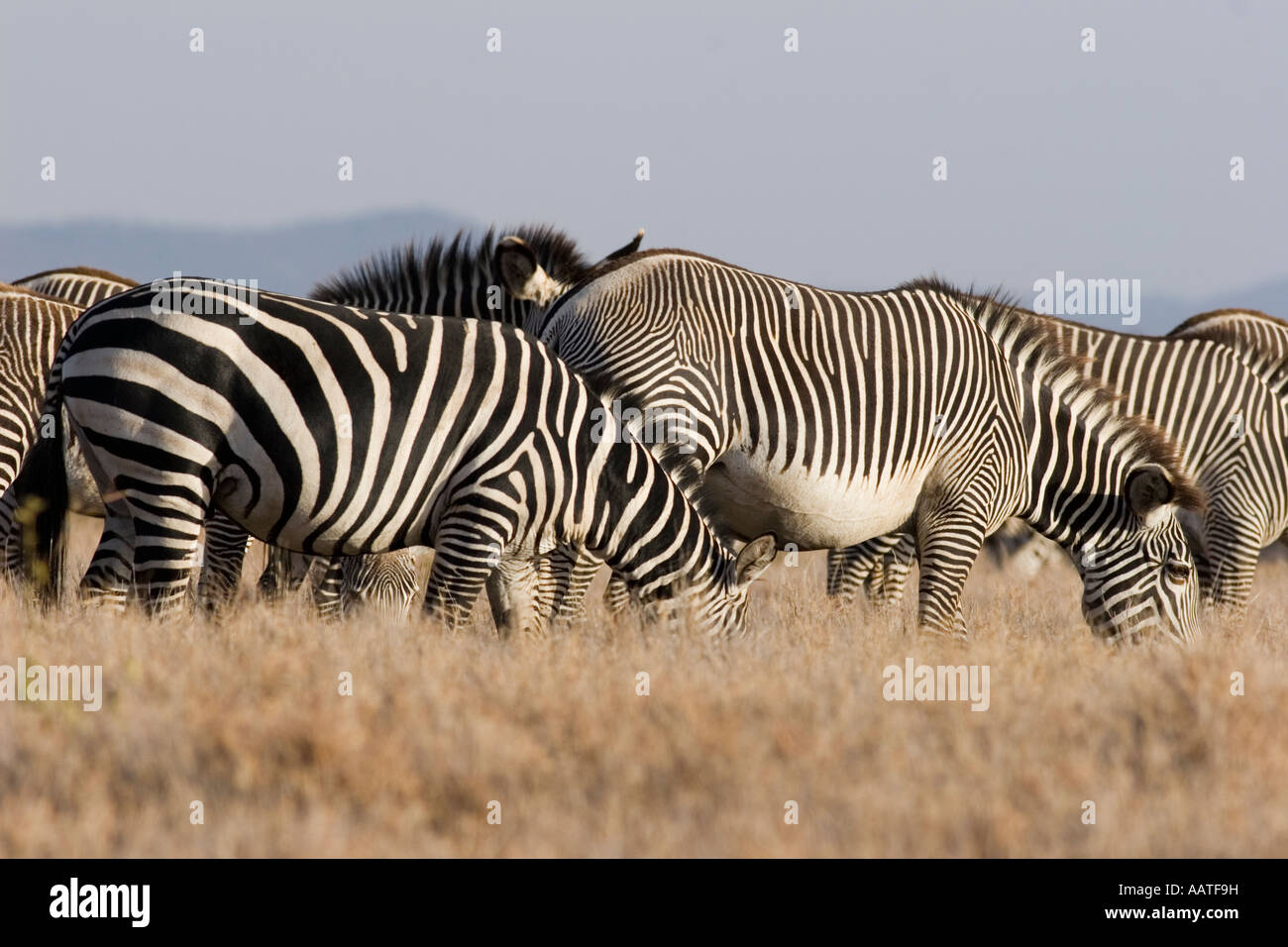 Stripey markings hires stock photography and images Alamy