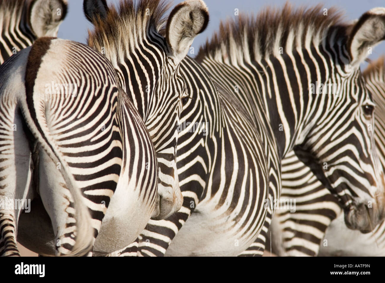 Grevy s Zebras Equus grevyi endangered overlapping stripes of
