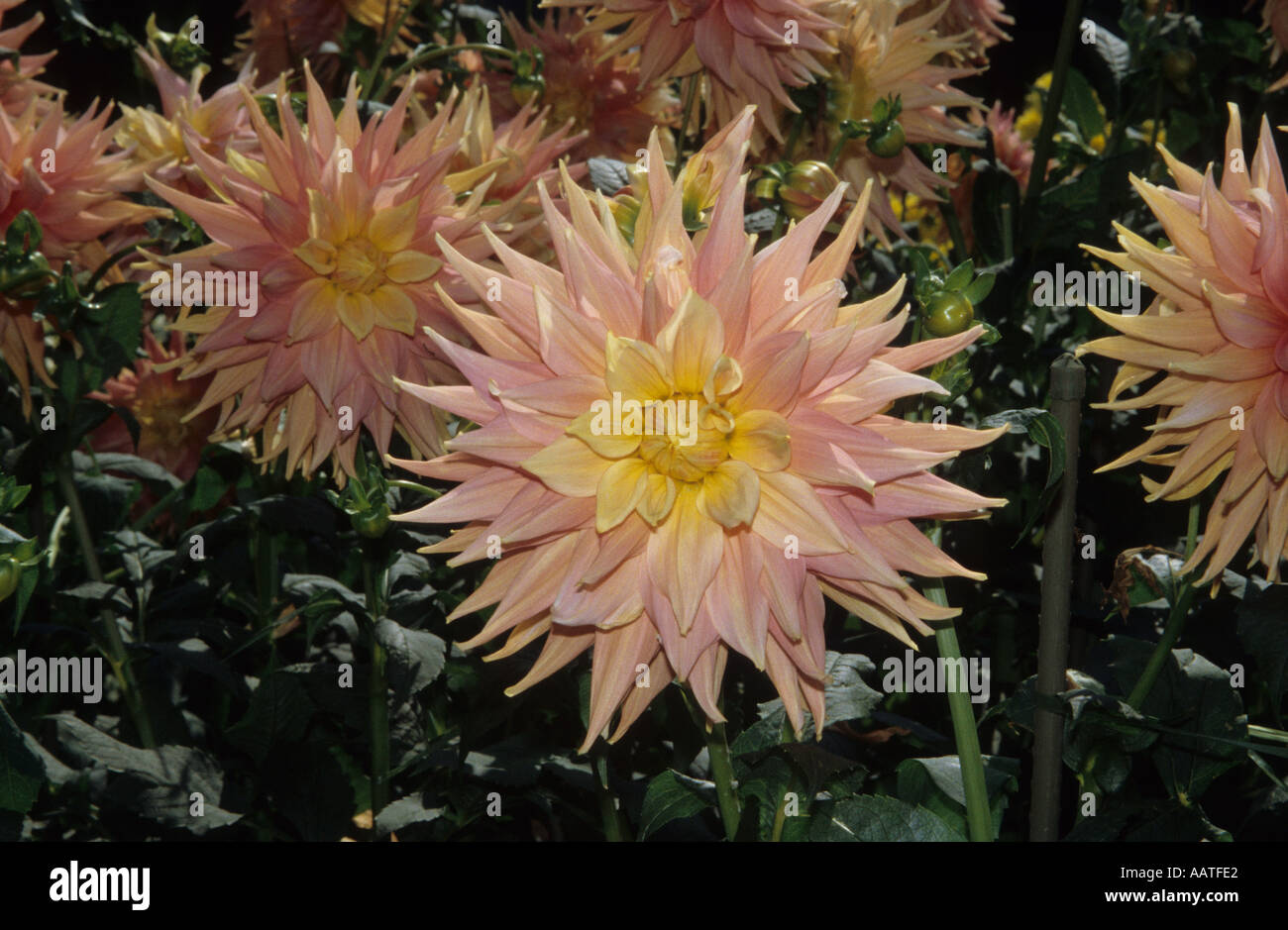 Andreas dahl hi-res stock photography and images - Alamy