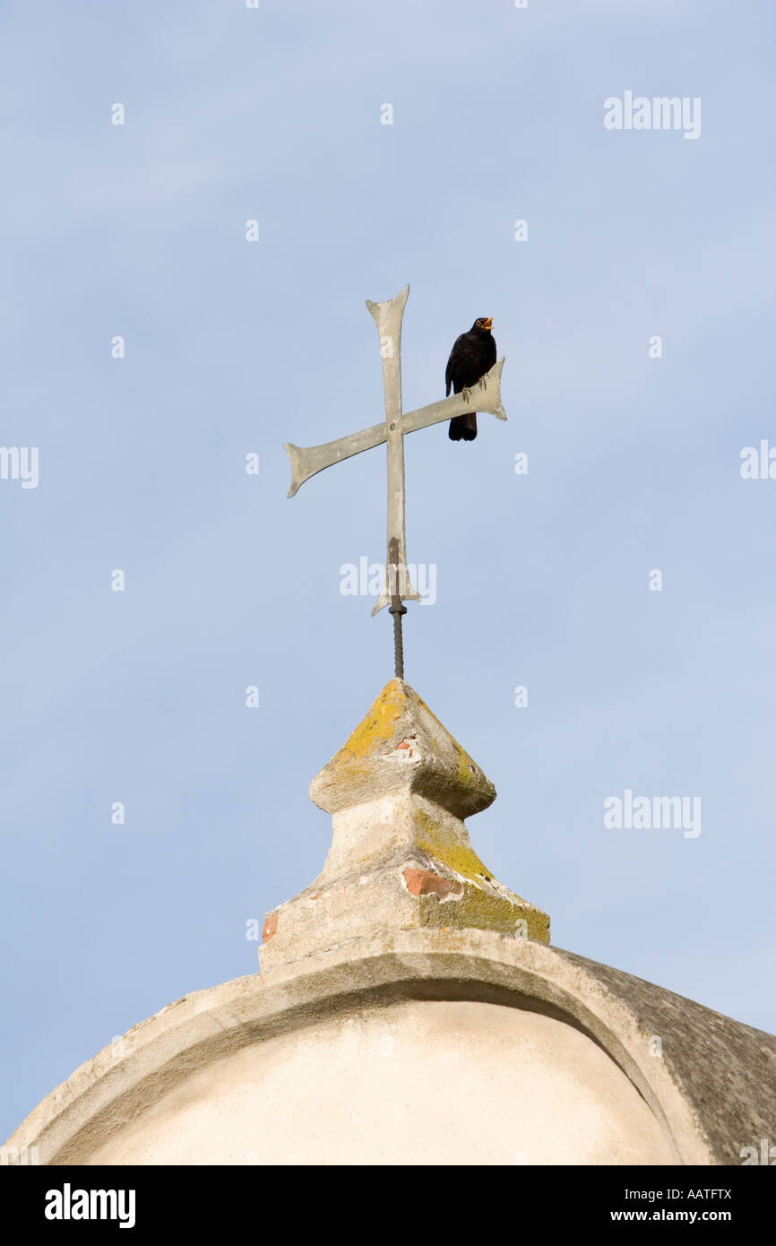 blackbird sings from the church cross of Schloss Goldrain, South Tyrol, Italy Stock Photo