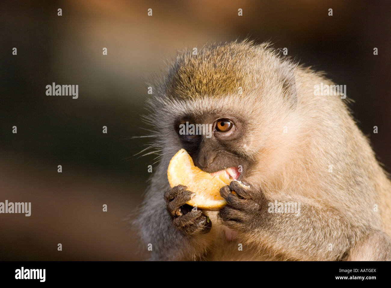 Cercopithecus Food Vervet monkey Cercopithecus aethiops eating orange segment raided from ...