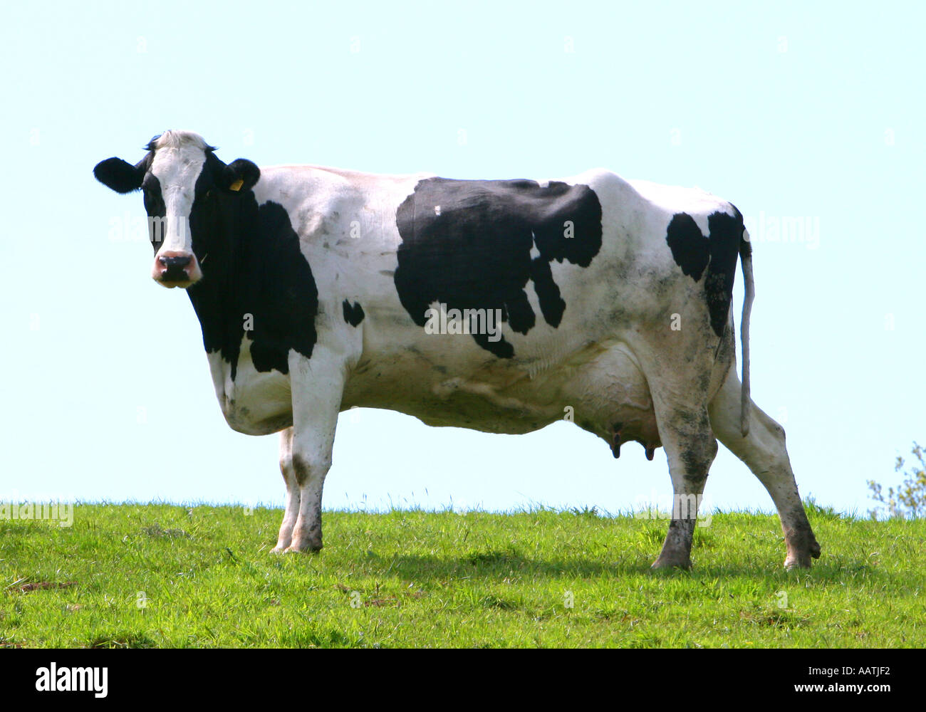 Black white jersey cow hi-res stock photography and images - Alamy
