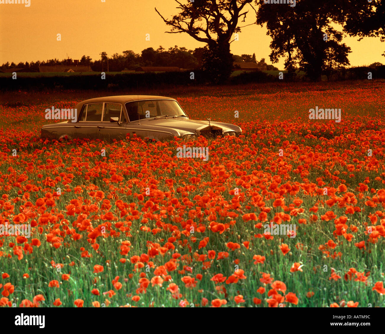 A Rolls Royce in a field of poppies Stock Photo - Alamy