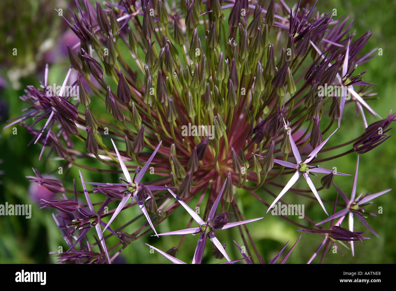 Close up shot of a single flower of an Allium plant Stock Photo