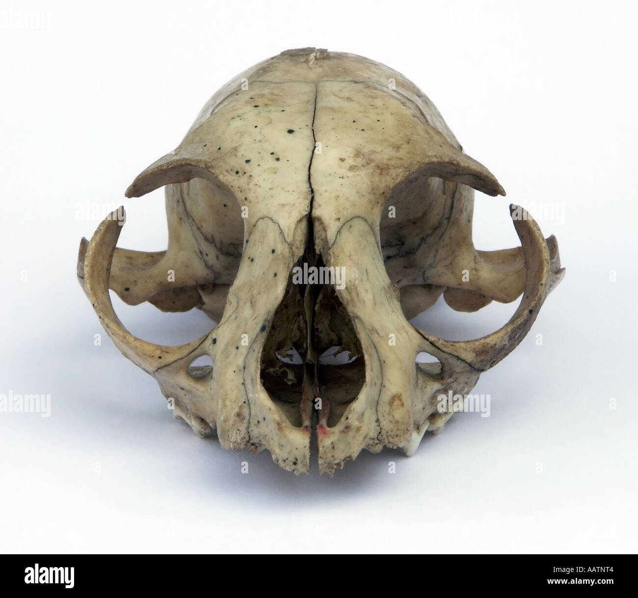Skull of domestic cat. Stock Photo