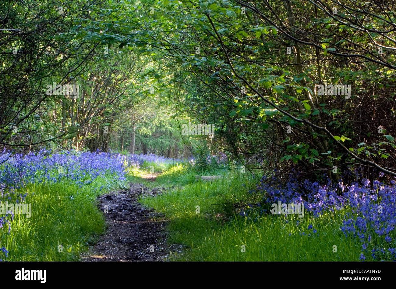 Hyacinthoides non scripta. Bluebells and pathway through English wood
