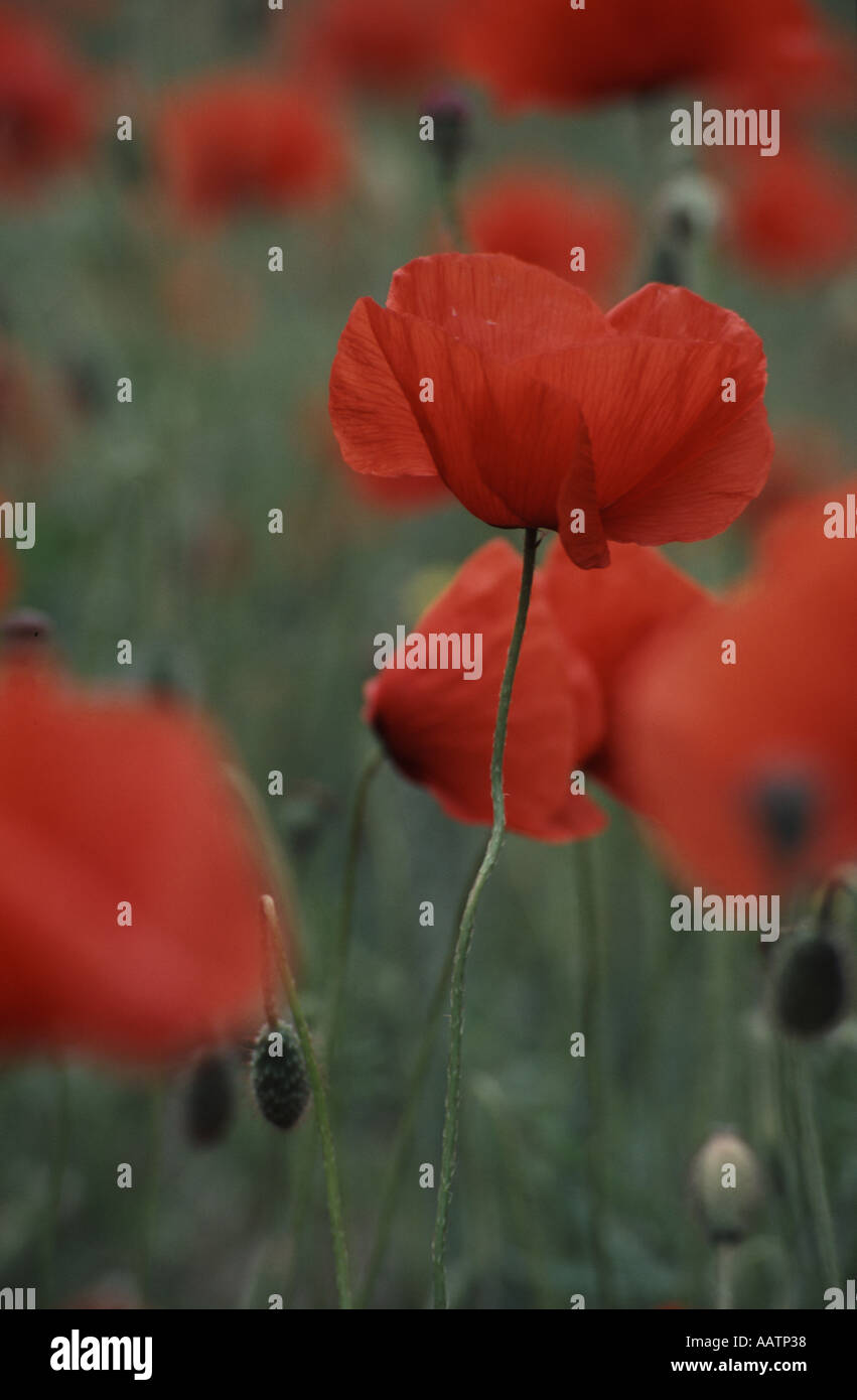 Poppy field wiltshire england hi-res stock photography and images - Alamy