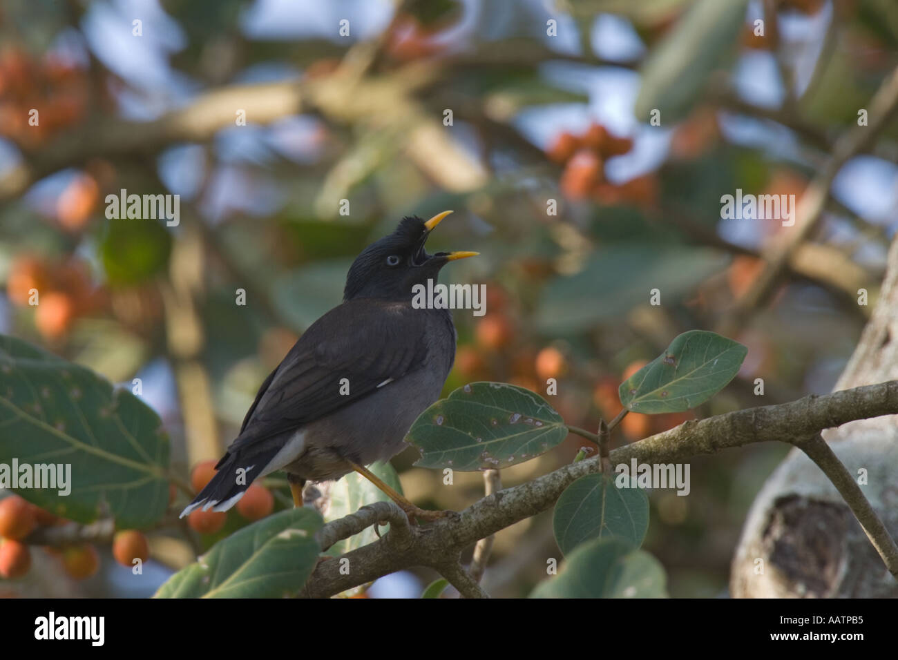 Jungle Myna singing, Goa, India Stock Photo