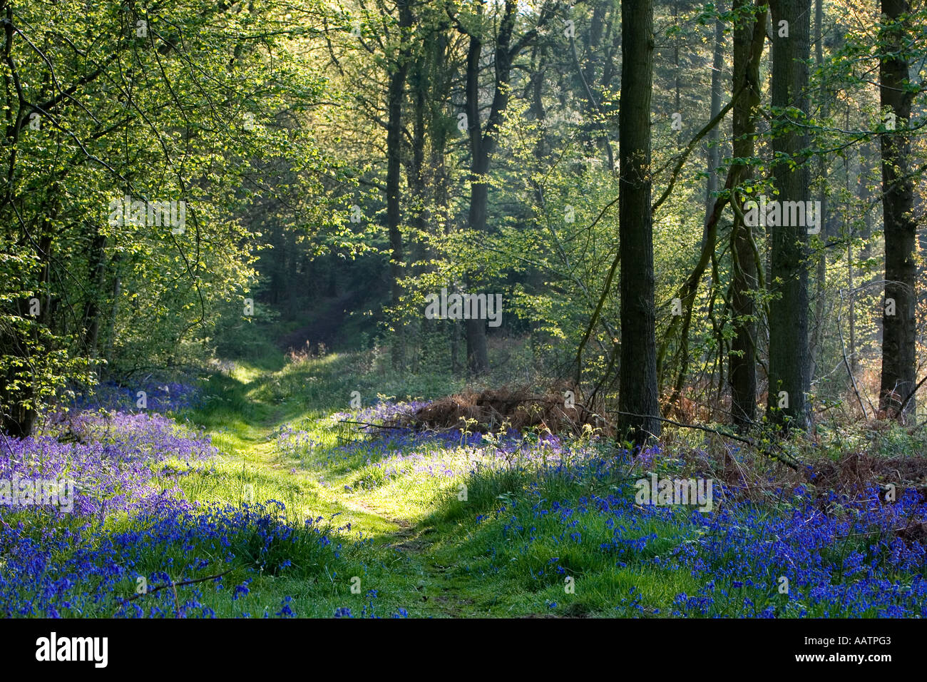 Hyacinthoides non scripta. Bluebells and pathway through English wood