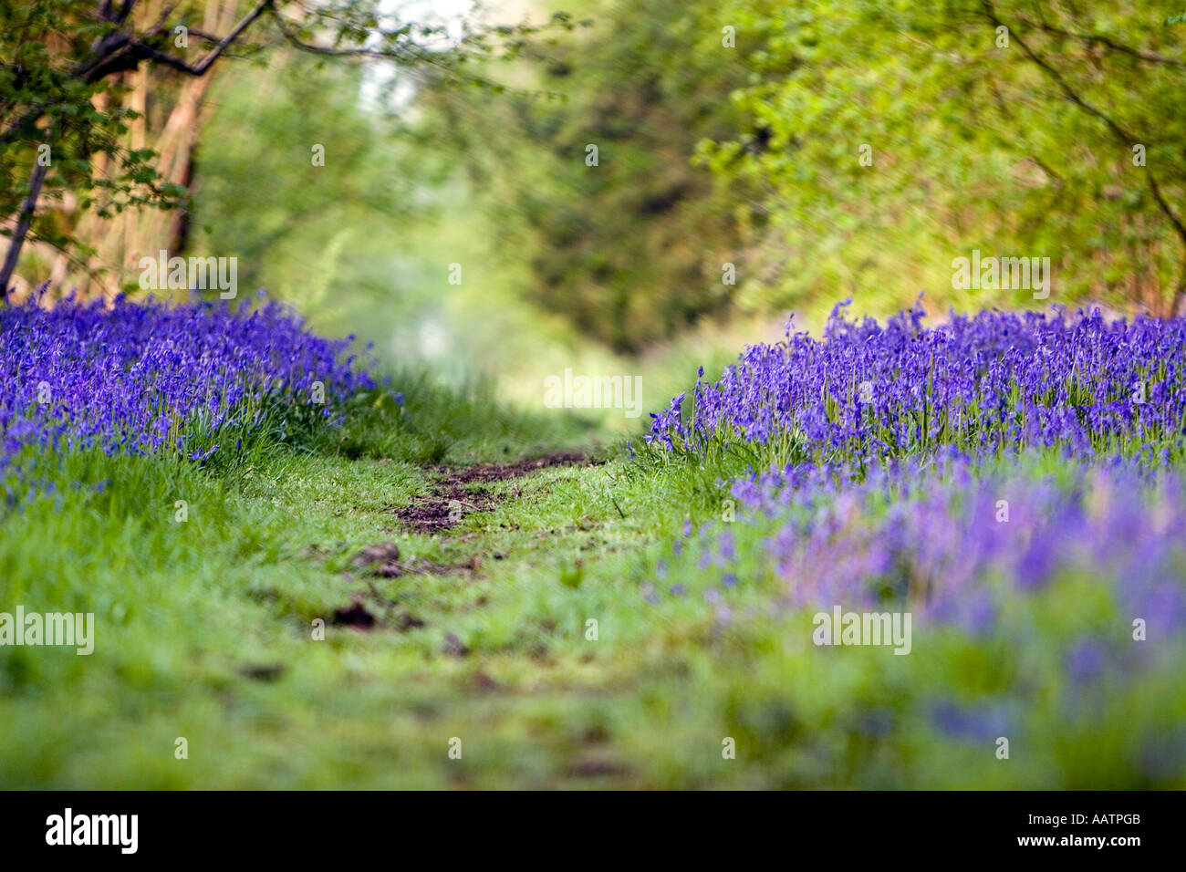Hyacinthoides non scripta. Bluebells and pathway through English wood