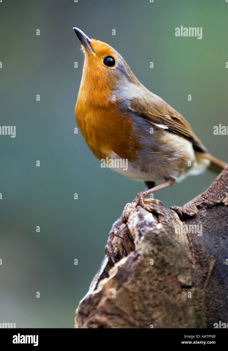 Robin standing on old tree stump looking up Stock Photo