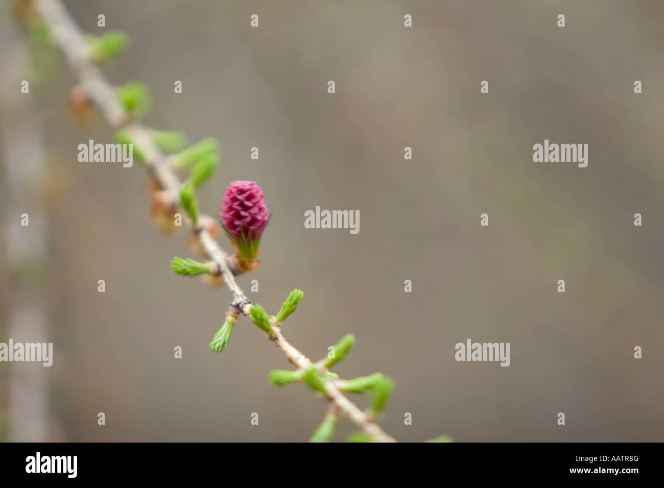 Fruit or flower of the Larch tree, Larix. Italy, Europe Stock Photo