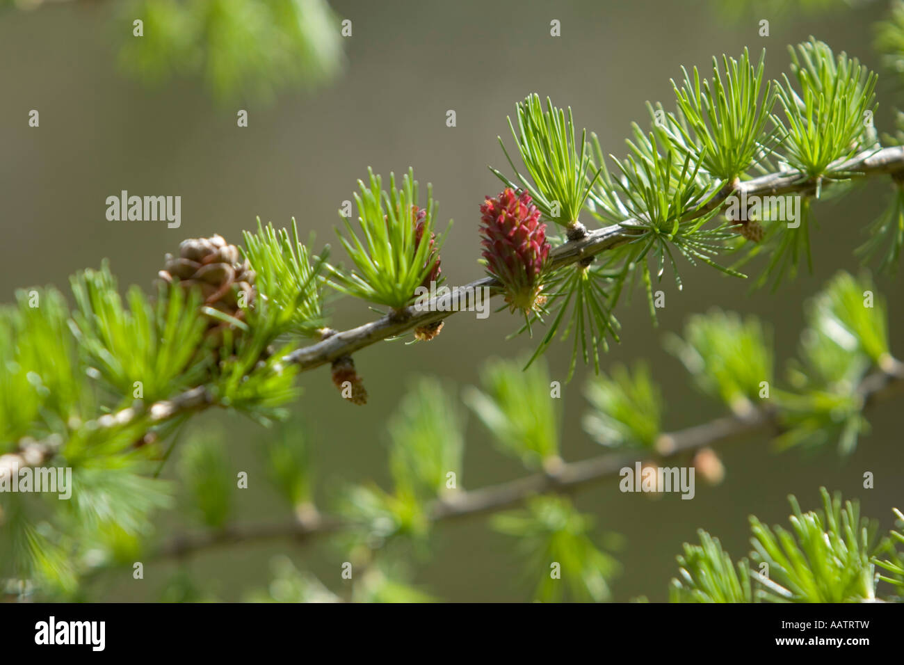 Fruit or flower of the larch tree, Larix Stock Photo