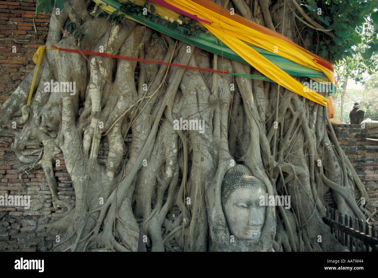 temple tree buddha head encased in tree roots in Wat Phra Mahathat ayutthaya thailand Stock Photo