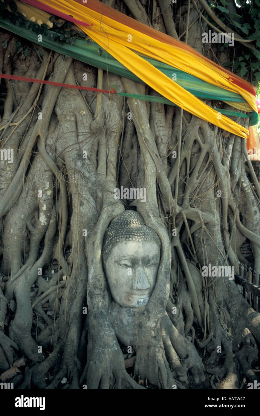 temple statue buddha head encased in tree wat phra mahathat ayutthaya thailand Stock Photo