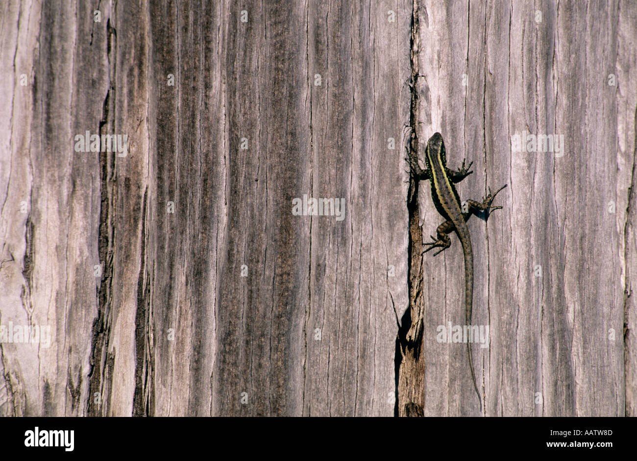 Lizard on tree Stock Photo