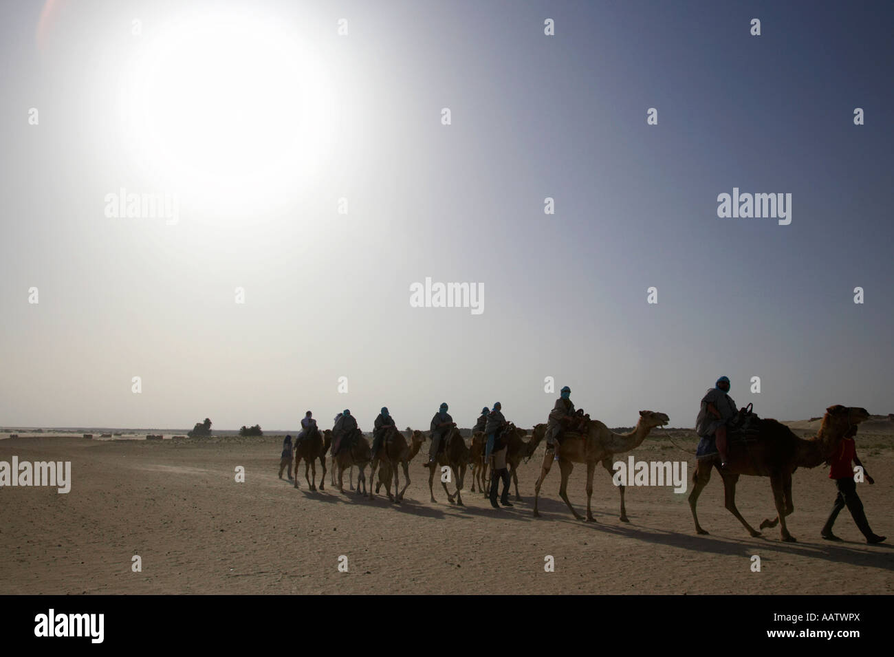 hot desert sun beating down on camel train in the sahara desert at Douz Tunisia Stock Photo