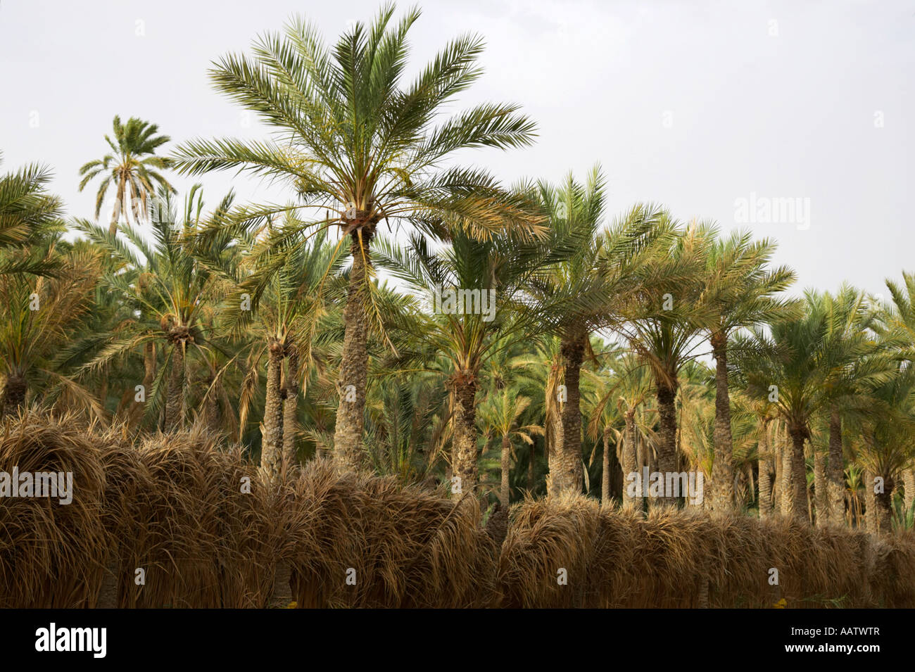 date palm fence and date palms on a plantation in Tozeur tunisia Stock Photo